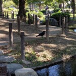 Corbeau désinvolte, qui n'a l'air de rien, qui chille entre deux missions à transmettre aux corps anti-démon