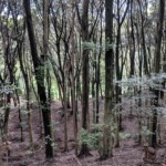 Forêt impressionnante