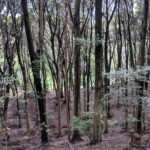 Forêt impressionnante