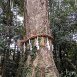 Un arbre sacré comme dans les mangas