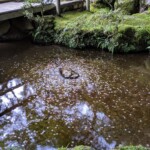 Ah je vois que y'a pas que moi qui galère à me débarasser des pièces de 1 yen