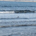 Canard qui chille dans la baie