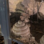 Impressionné par ce serpent