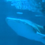 Dur d'avoir des bonnes photos du requin baleine mais voilà