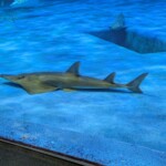 Il dort... Comme moi...