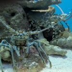 Gros crabe qui te regarde dans les yeux (?)