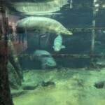 Gros poissons tropicaux