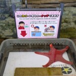 On pouvait toucher des étoiles de mer, des oursins et caetera. Très bizarre...