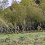 Forêt de bambous - c'est ici que le bambou serait arrivé au Japon...