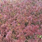 Fleurs typiques de Sakurajima, qui confère une ambiance très rouge-marron
