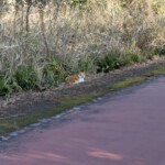 Un des chats errants du coin