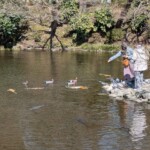 Nourrir les carpes ET les canards ET les pigeons toute à la fois