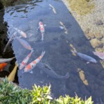 GROSSES CARPES (à l'ombre)