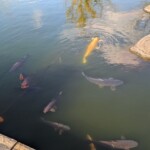 A nouveau des GROSSES CARPES