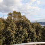 Les arbres empêchant de voir Sasebo