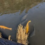 Ca carpe dur ici aussi