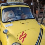 Nounours se prépare pour le permis