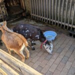 Les chèvres ont été mises sur un sol pavé parce que je sais pas pourquoi