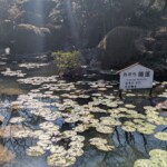 Les nénuphars de l'Umijigoku