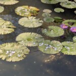 Pièces sur nénuphars - ces gens auront leurs voeux !