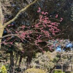 Ca commence un peu à fleurir de ci de là