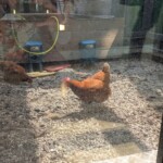Y'a des poulets dans la cour du rez de chaussée, j'ai cru halluciner