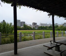 Ma vue sur les nénuphars