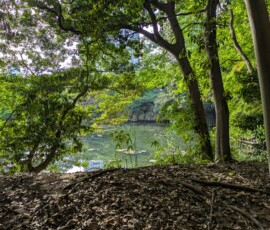 Le second terrain de chasse au canard, plus "sauvage"