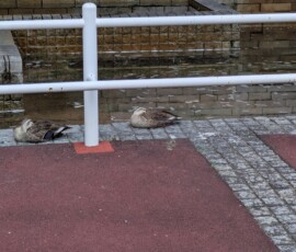 Canard très chill au bord du trottoir