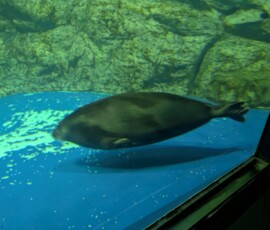 Gros phoque flou