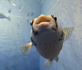 Pourquoi tu me regardes de haut, toi ?