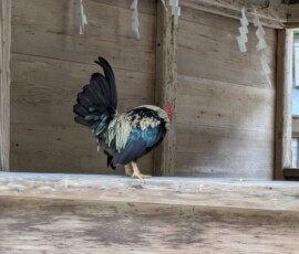 Quelques coqs qui se baladent dans le sanctuaire