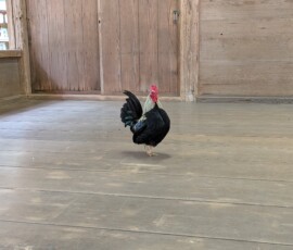 Très beau coq