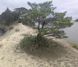 Arbre qui s'est installé au beau milieu, déterminé à foutre tout le monde à l'eau