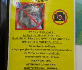 La ville ne déconne pas sur les avertissements liés aux singes