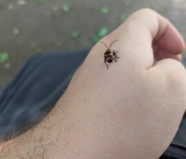 Ca s'est posé sur moi ET JE SAIS TOUJOURS PAS C'EST QUOI