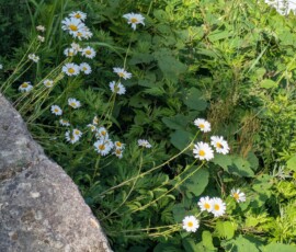 J'ai trouvé ces marguerites jolies alors j'ai pris une photo...