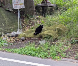 Ce chat en a rien à foutre
