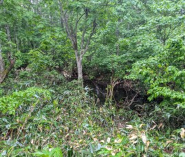 Petit étang derrière les arbres
