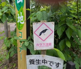 Après les singes maintenant faut flipper des CORBEAUX. C'est Resident Evil ou quoi ????