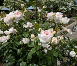 Très belles roses blanches