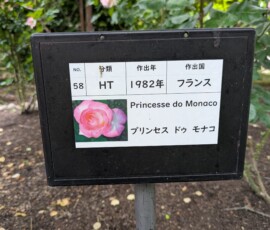 Je pigeais pas comment le Princesse de Monaco est devenu le "Princesse DO Monaco" mais en lisant les katakanas je comprends, ils ont transformés "de" en une sorte de dyu chelou...