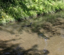 Regardez le se pavaner dans le canal