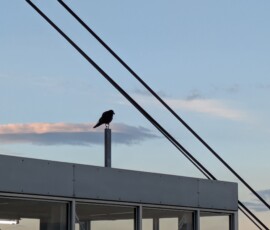 Regardez le à attendre sa proie (le prochain téléphérique)
