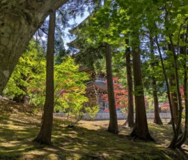 Pagode dans la forêt ♪