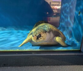 On est accueilli par des grosses tortues de mer, quel plaisir !