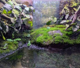 Autre décor très sympa pour les ptites grenouilles