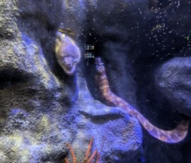 Le bassin des poissons monstrueux