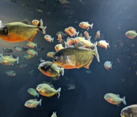 Des ptits piranhas...