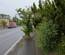 Eh les plantes laissez un peu de place aux piétons !!!
